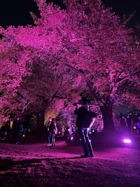 NAKED 桜の新宿御苑 2023に投稿された画像（2023/4/4）