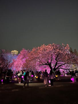 NAKED 桜の新宿御苑 2023に投稿された画像（2023/4/4）