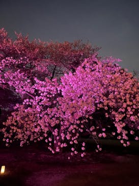 NAKED 桜の新宿御苑 2023に投稿された画像（2023/4/4）