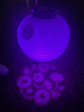 NAKED 桜の新宿御苑 2023に投稿された画像（2023/4/4）