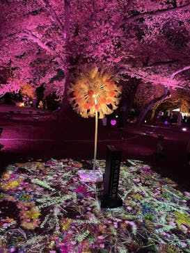 NAKED 桜の新宿御苑 2023に投稿された画像（2023/4/4）