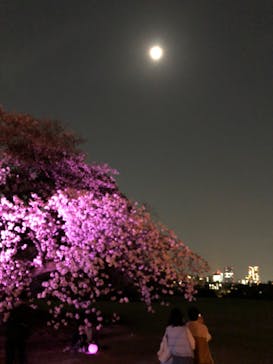 NAKED 桜の新宿御苑 2023に投稿された画像（2023/4/4）