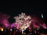 NAKED 桜の新宿御苑 2023に投稿された画像（2023/4/4）