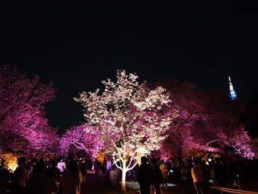 NAKED 桜の新宿御苑 2023に投稿された画像（2023/4/4）