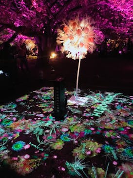 NAKED 桜の新宿御苑 2023に投稿された画像（2023/4/4）