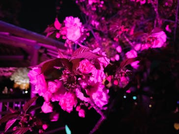 NAKED 桜の新宿御苑 2023に投稿された画像（2023/4/4）