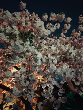 NAKED 桜の新宿御苑 2023に投稿された画像（2023/4/4）