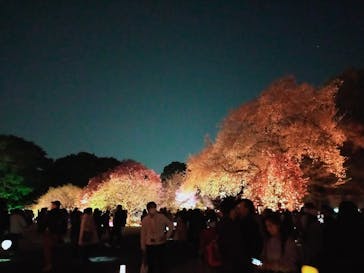 NAKED 桜の新宿御苑 2023に投稿された画像（2023/4/4）