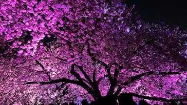 NAKED 桜の新宿御苑 2023に投稿された画像（2023/4/4）