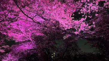 NAKED 桜の新宿御苑 2023に投稿された画像（2023/4/4）