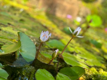 美らヤシパークオキナワ・東南植物楽園に投稿された画像（2023/4/4）