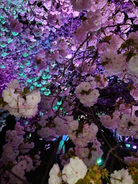 NAKED 桜の新宿御苑 2023に投稿された画像（2023/4/4）