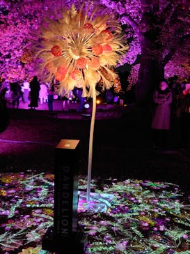 NAKED 桜の新宿御苑 2023に投稿された画像（2023/4/4）