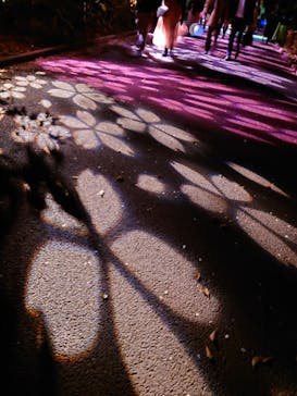 NAKED 桜の新宿御苑 2023に投稿された画像（2023/4/4）