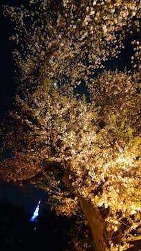 NAKED 桜の新宿御苑 2023に投稿された画像（2023/4/4）