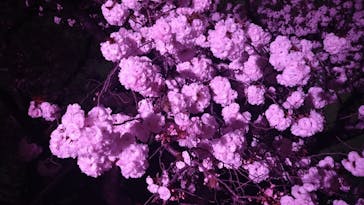 NAKED 桜の新宿御苑 2023に投稿された画像（2023/4/4）