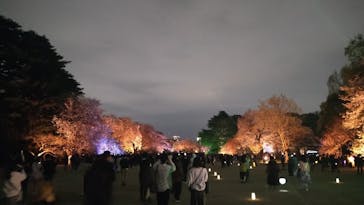 NAKED 桜の新宿御苑 2023に投稿された画像（2023/4/4）