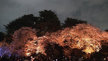 NAKED 桜の新宿御苑 2023に投稿された画像（2023/4/4）