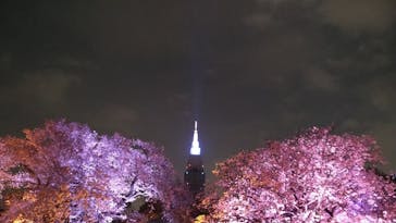 NAKED 桜の新宿御苑 2023に投稿された画像（2023/4/4）