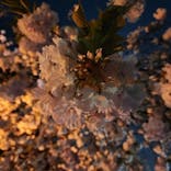 NAKED 桜の新宿御苑 2023に投稿された画像（2023/4/5）