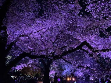 NAKED 桜の新宿御苑 2023に投稿された画像（2023/4/4）