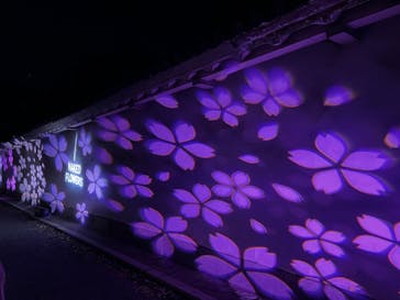 『NAKED FLOWERS 2023 桜 世界遺産・二条城』に投稿された画像（2023/4/4）