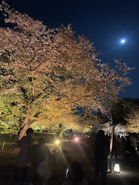 『NAKED FLOWERS 2023 桜 世界遺産・二条城』に投稿された画像（2023/4/4）