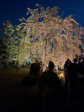 『NAKED FLOWERS 2023 桜 世界遺産・二条城』に投稿された画像（2023/4/4）