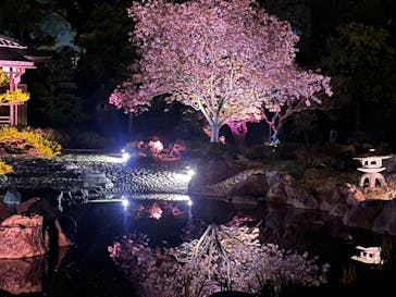『NAKED FLOWERS 2023 桜 世界遺産・二条城』に投稿された画像（2023/4/4）