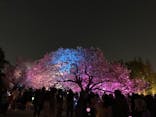 NAKED 桜の新宿御苑 2023に投稿された画像（2023/4/5）