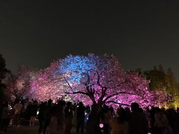 NAKED 桜の新宿御苑 2023に投稿された画像（2023/4/4）