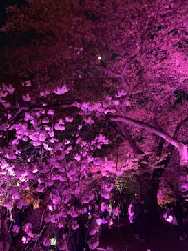 NAKED 桜の新宿御苑 2023に投稿された画像（2023/4/4）