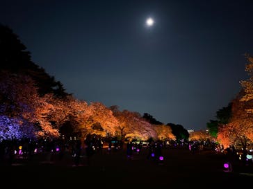 NAKED 桜の新宿御苑 2023に投稿された画像（2023/4/4）