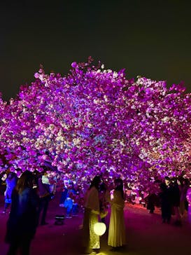 NAKED 桜の新宿御苑 2023に投稿された画像（2023/4/4）