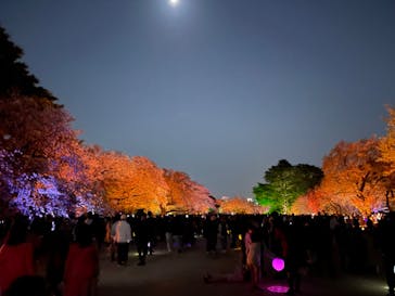 NAKED 桜の新宿御苑 2023に投稿された画像（2023/4/4）