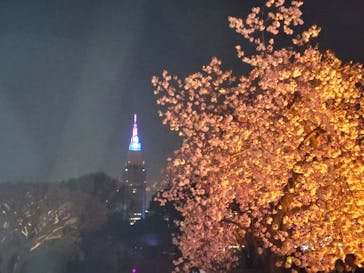 NAKED 桜の新宿御苑 2023に投稿された画像（2023/4/4）