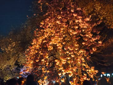 NAKED 桜の新宿御苑 2023に投稿された画像（2023/4/4）