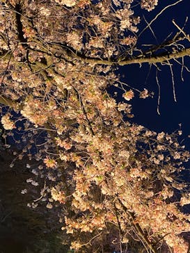 NAKED 桜の新宿御苑 2023に投稿された画像（2023/4/4）