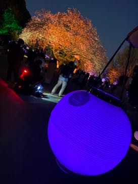 NAKED 桜の新宿御苑 2023に投稿された画像（2023/4/4）