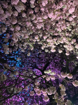 NAKED 桜の新宿御苑 2023に投稿された画像（2023/4/4）