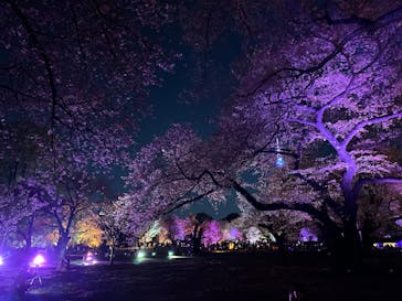 NAKED 桜の新宿御苑 2023に投稿された画像（2023/4/4）