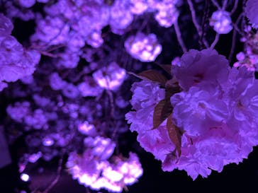 NAKED 桜の新宿御苑 2023に投稿された画像（2023/4/4）