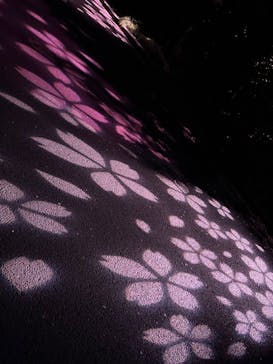 NAKED 桜の新宿御苑 2023に投稿された画像（2023/4/4）