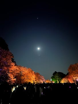 NAKED 桜の新宿御苑 2023に投稿された画像（2023/4/4）