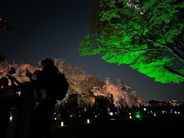 NAKED 桜の新宿御苑 2023に投稿された画像（2023/4/4）