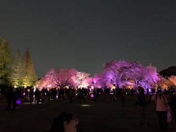 NAKED 桜の新宿御苑 2023に投稿された画像（2023/4/5）