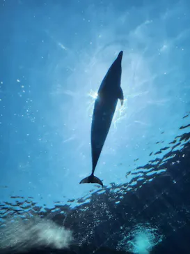 横浜・八景島シーパラダイスに投稿された画像（2023/4/5）