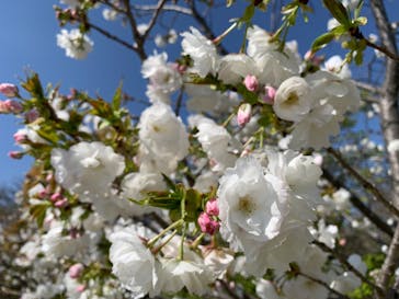 安城産業文化公園デンパークに投稿された画像（2023/4/5）