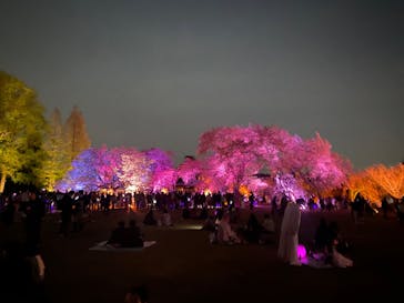 NAKED 桜の新宿御苑 2023に投稿された画像（2023/4/5）