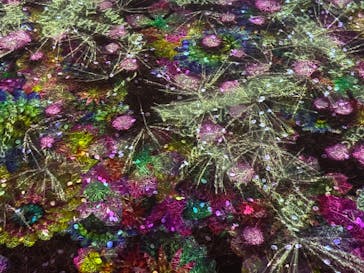 NAKED 桜の新宿御苑 2023に投稿された画像（2023/4/5）